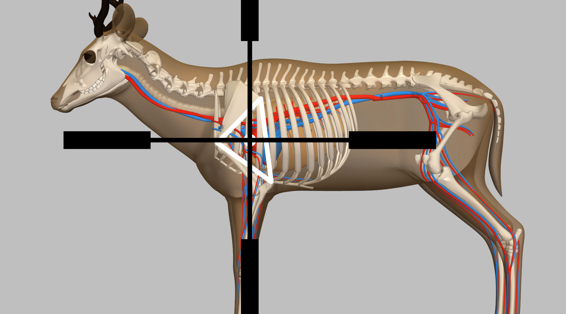 Where to shoot a deer - 11 shot placement diagrams (where to aim